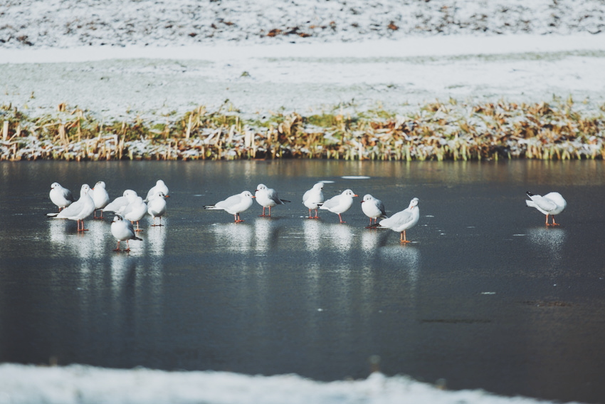 Birds on ice